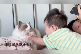 布偶猫被小婴儿堵在角落不敢动，猫咪果然对小孩子有特殊的忍耐力