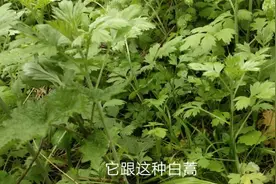 白蒿与野菊花，艾蒿，艾草怎么区分。它又是怎样做成下饭的美味呢