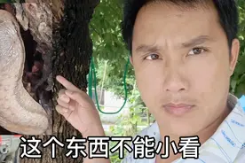 下雨过后好多这种虫出来，如果钻进家里一定要清除