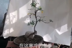 大雪节气来，金雀花儿开。冬季开花的金雀还是第一次见！