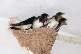 家里有燕子窝的注意了，我也今天才清楚，早些提示家人，长知识了视频封面