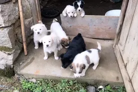 母狗是拉布拉多串土狗，小狗是串几代啊，土狗基因强大视频封面