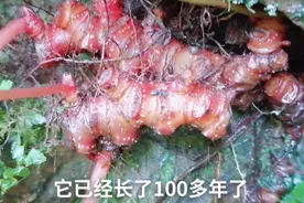 野外乐在原始森林发现了，四大宝贝。