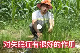 失眠睡不着，灯心草可以帮你，效果奇佳！视频封面