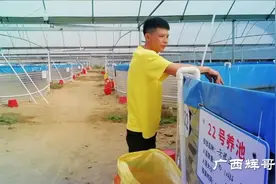 广西贵港最大赤眼鱼养殖基地投产，采用公司化管理高密度养殖视频封面
