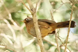 刚下山的老山毛，就是不服笼，使劲撞笼！不过这叫声倒是很好听视频封面