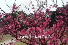 南昌周边最大的花海世界，凤凰沟漫山遍野开满梅花，真漂亮