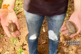 黄缘闭壳龟到家怎么培养互动，乌龟基本通用「龟谷鳖老」视频封面