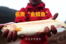 冷水溪流钓鱼，野钓名贵金鳟鱼，它的肉质细嫩、味道鲜美无比视频封面