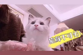 猫咪脖子周围有小疙瘩是怎么回事？怎么处理？铲屎官来教你视频封面