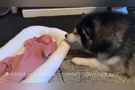 当阿拉斯加遇见了他的小主人视频封面