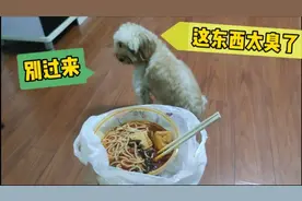 主人吃螺蛳粉，狗狗的反应会怎样？躲得远远的，皱着眉头若有所思视频封面