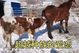 牛马之间的爱恋有多深？松开之后就腻歪在一起，单身狗很羡慕视频封面