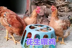 奶奶居然把自己种的花生剥了，磨成粉来喂鸡？难怪我天天有鸡蛋吃视频封面