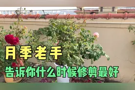 经验分享：月季老手告诉你什么时候才是修剪的最佳时间视频封面