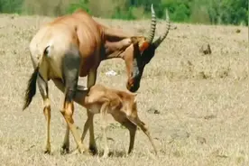 新生小羚羊还站不稳，靠自己努力喝到了第一口奶水！