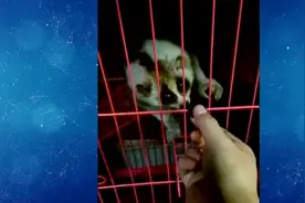 义乌一对夫妻买猴子当宠物，出售时没等来问价买家却等来民警视频封面