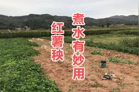 “红薯秧”晒干煮水厉害了！红薯藤的2个好处！你知道吗？视频封面