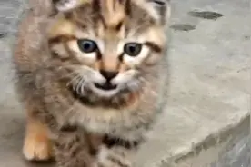 分养的小猫，这样做以后就不会串门子，老规矩，懂得！