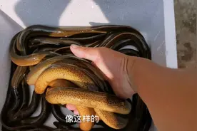 野外的鳝鱼真是什么都吃啊，连蚂蝗都不放过，这可是中贵的名药材