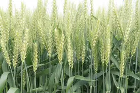 在江苏，安徽，浙江，1月15日种小麦，还能亩产近千斤视频封面