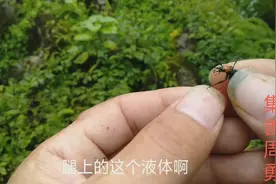 小伙伸手见人非常害羞，这种小虫曾经救了他，他到底害羞什么
