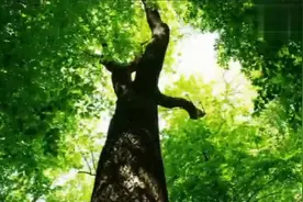 配乐诗朗诵：汪国真《热爱生命》 表达了对生命的热爱！