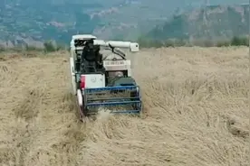 履带式功能收割机黄土高原上收割倒伏的小麦，机动灵活视频封面