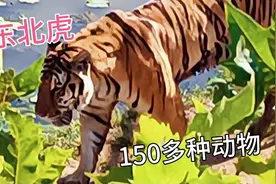 威海西霞口野生动物园，保护动物300多种，东北虎、金钱豹、狼视频封面