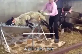 上万只绵羊过马路，不料一辆货车直线开过来，下一秒难以相信视频封面