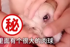 小奶狗眼睛里长了很大一个肉球，十几天了还没好，有什么方法治疗视频封面