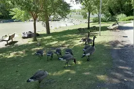 加拿大卡尔加里王子岛公园里面的加拿大鹅，现在正值繁殖的季节！视频封面