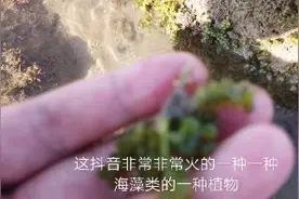 79一斤的抖音爆款海葡萄，在这居然随处可捡。视频封面