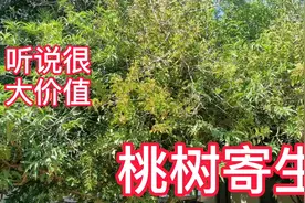 岳父家桃树长了这个，却不知道这是好东西，砍了就这样丢掉视频封面