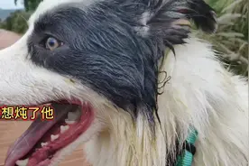 边牧有个外号叫滚屎边，边牧喜欢用浓厚气味，来获取别人的注意力