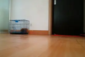 如何让狗适应在家不能出门，还能安静呆在笼子里！