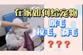 宠物洗澡：萌宠比熊迪迪亲自演示如何在家洗澡，拉毛，剃毛，剪毛