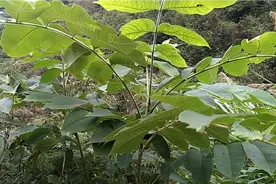 发现一棵野生核桃树，它的树枝可以做药视频封面