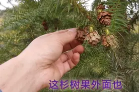 原来杉树还有如此高的药用价值，真是长知识了，农村处处皆是宝啊
