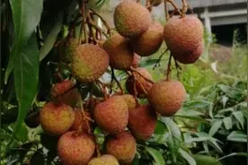 原来荔枝要这样才能高产，荔枝种植四季管理技术，视频封面