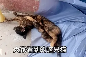 猫为什么不抓老鼠了，事实证明，猫抓老鼠不是天性只是需要！视频封面