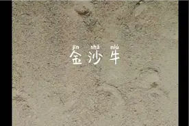 价值五六千块钱一公斤的中药材金沙牛，到底能不能人工养殖呢？
