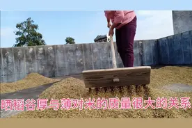 晒稻谷也要讲技巧，晒出来的谷，不但米质好，个个都是精米