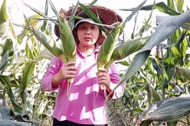 甜玉米，一亩地种多少棵，每棵平均重量多少？才能达到四千斤亩产视频封面