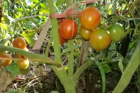 青色的西红柿摘回家放熟能吃吗？西红柿七八成熟摘回家最好！视频封面