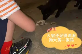 农村流浪狗妈妈独自抚养狗宝宝长大，却又怀孕孕了，真心可怜！视频封面