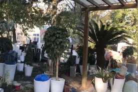 上海农村自建房个个都是小别墅。视频封面