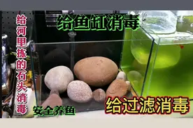 河里拣的石头能不能用作鱼缸造景？给石头消毒，鱼缸消毒过滤消毒视频封面