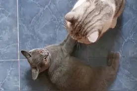 任何分辨猫咪是玩耍还是打架？视频封面