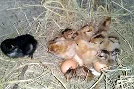 实拍母鸡孵小鸡20天，一个鸡蛋诞生一个生命，感叹生命真的很伟大视频封面